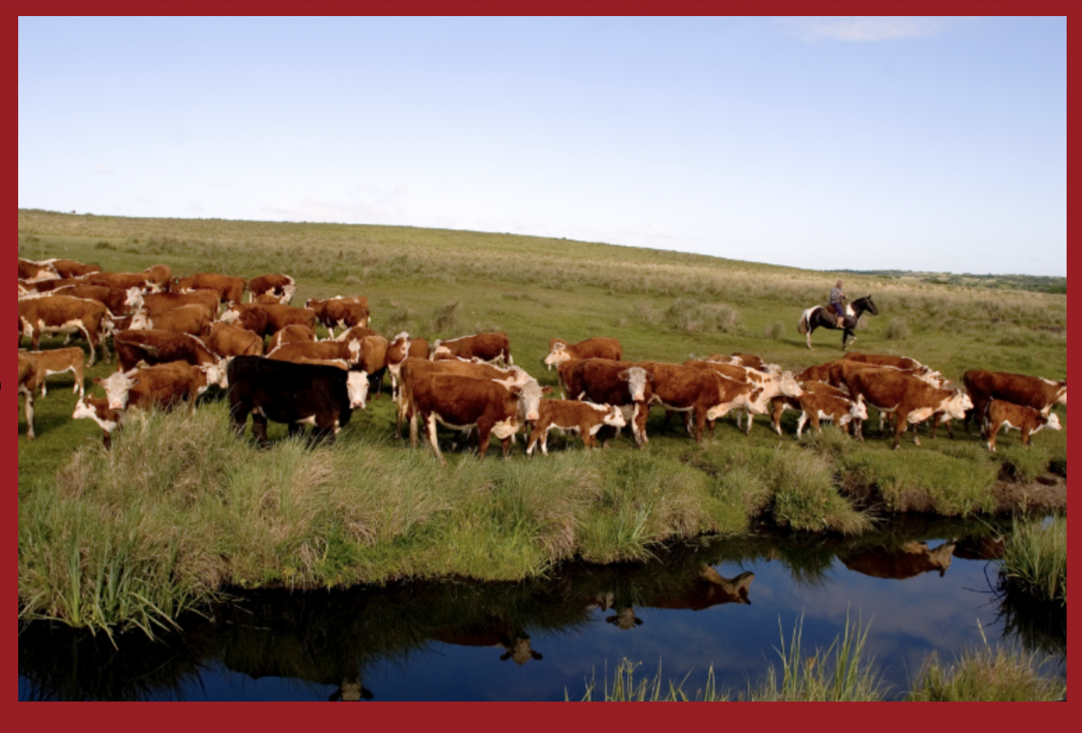 Frigorifico Tacuarembo S.A. | Beef supplier based in Uruguay